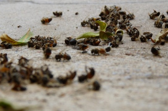 Dead-bees-beach