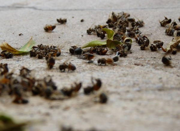 Thousands of dead bees wash up on Florida beach