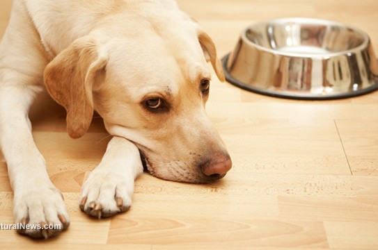 Hungry-Labrador-Dog-Food-Bowl